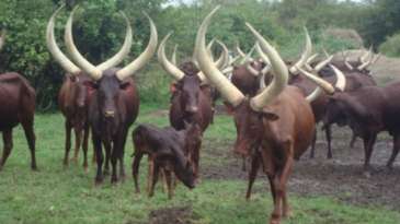 Des vaches de l’Est en pâturage au Bandundu : un nomadisme suspect - J B Kongolo