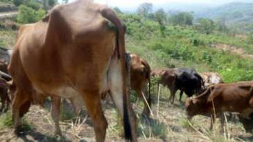 Vaches de Troie au Bandundu : droit et devoir de dire la vérité pour sauver la nation - JB Kongolo